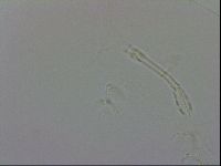 Isohypsibius granulifer image