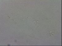 Isohypsibius granulifer image