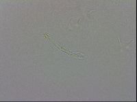 Isohypsibius granulifer image