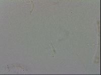 Isohypsibius granulifer image