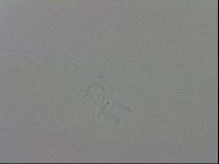 Isohypsibius granulifer image