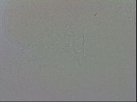 Isohypsibius granulifer image