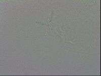 Isohypsibius granulifer image