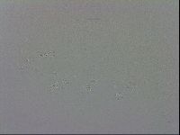 Isohypsibius granulifer image