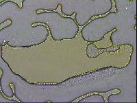 Isohypsibius granulifer image