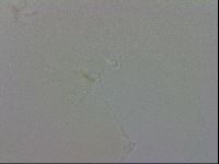 Isohypsibius granulifer image