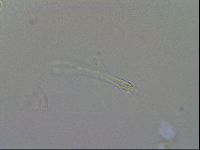 Isohypsibius granulifer image