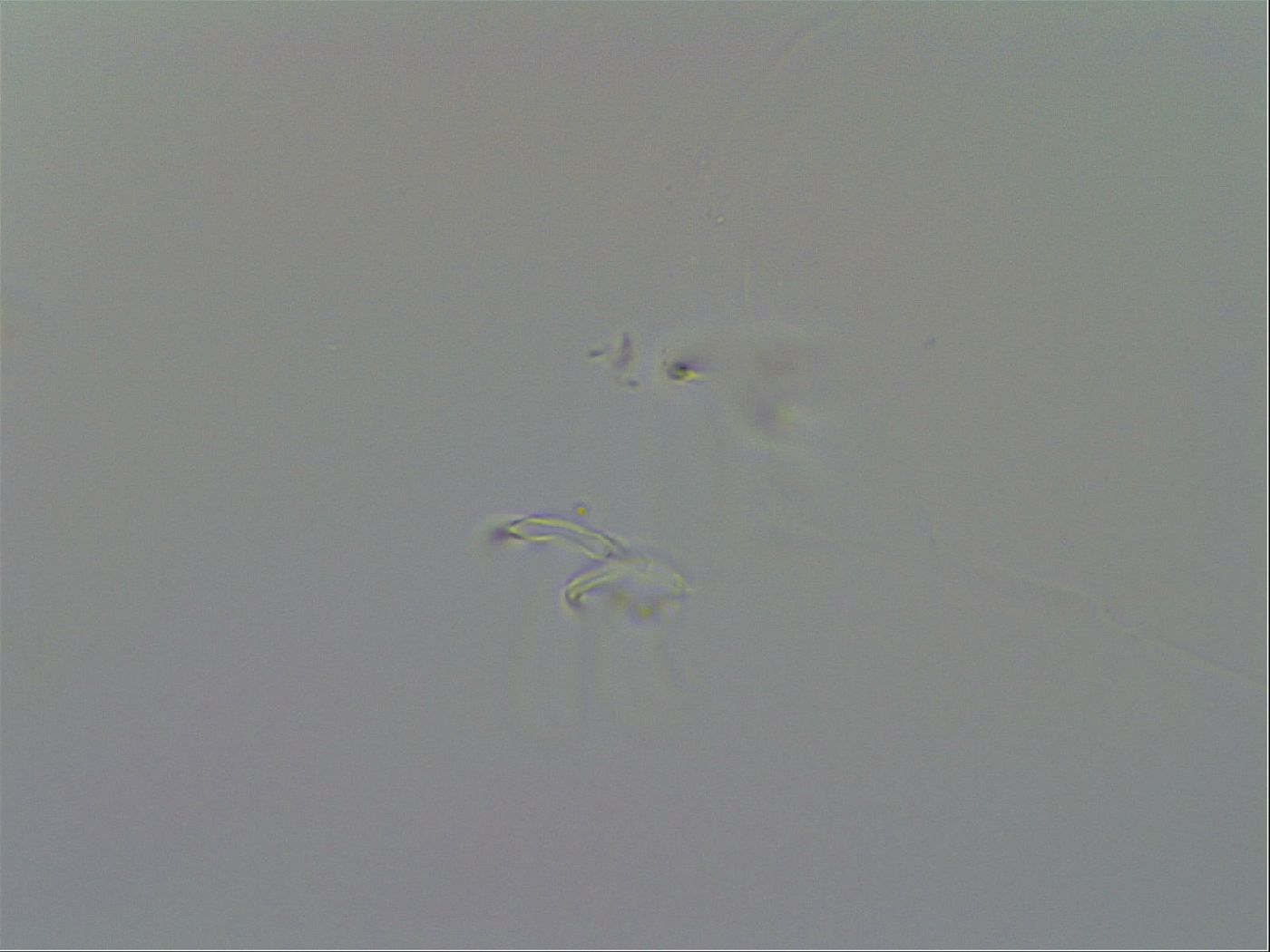Isohypsibius granulifer image