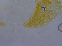 Isohypsibius granulifer image