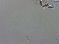 Isohypsibius granulifer image