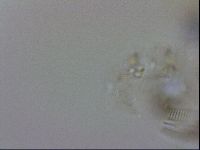 Isohypsibius granulifer image