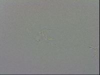 Isohypsibius granulifer image