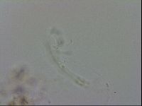 Isohypsibius granulifer image