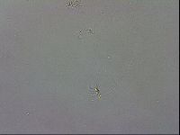 Isohypsibius granulifer image