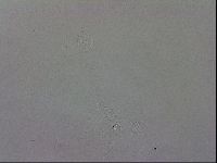 Isohypsibius granulifer image