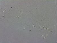 Isohypsibius granulifer image