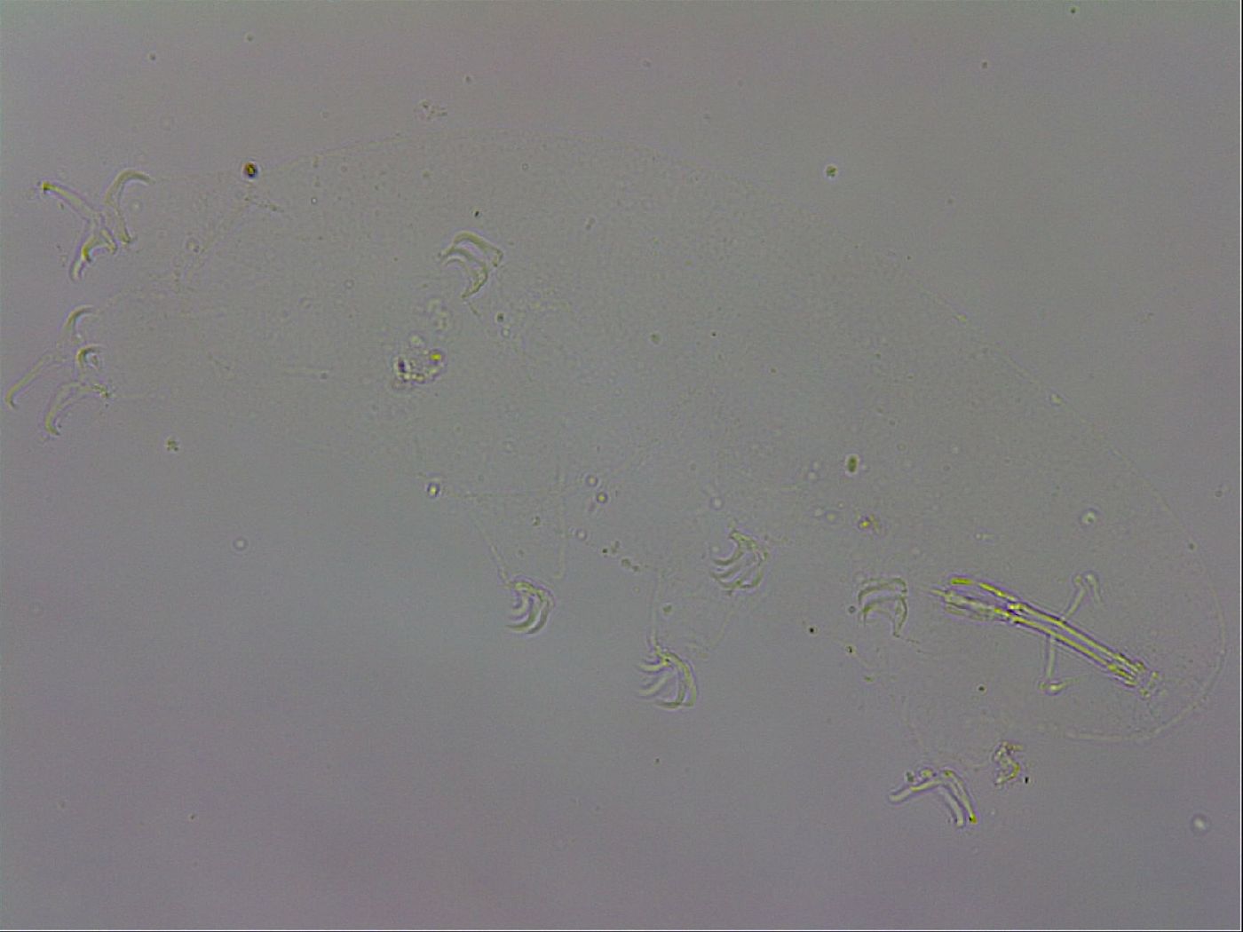 Isohypsibius granulifer image
