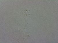 Isohypsibius granulifer image