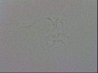 Isohypsibius granulifer image