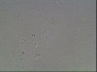 Isohypsibius granulifer image