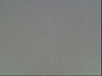 Isohypsibius granulifer image