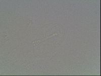 Isohypsibius granulifer image