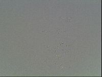 Isohypsibius granulifer image
