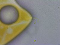 Isohypsibius granulifer image
