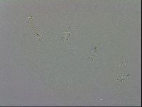 Isohypsibius granulifer image