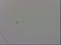 Isohypsibius granulifer image