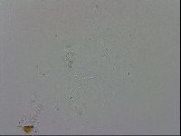 Isohypsibius granulifer image