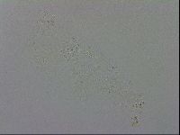 Isohypsibius granulifer image