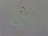 Isohypsibius granulifer image