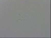 Isohypsibius granulifer image