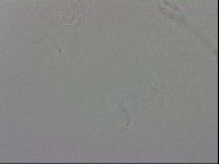 Isohypsibius granulifer image