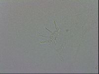 Isohypsibius granulifer image