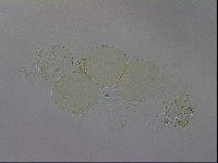 Isohypsibius granulifer image