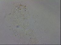 Isohypsibius granulifer image