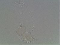 Isohypsibius granulifer image