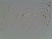 Isohypsibius granulifer image