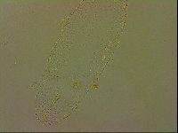 Isohypsibius granulifer image