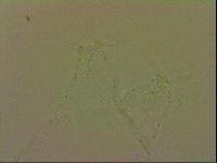 Isohypsibius granulifer image