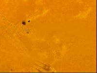 Isohypsibius granulifer image