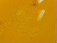 Isohypsibius granulifer image