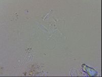 Isohypsibius granulifer image
