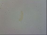 Isohypsibius granulifer image