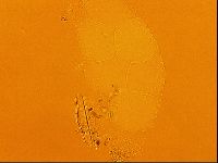 Isohypsibius granulifer image