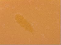 Isohypsibius granulifer image