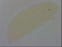 Isohypsibius granulifer image