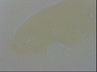 Isohypsibius granulifer image